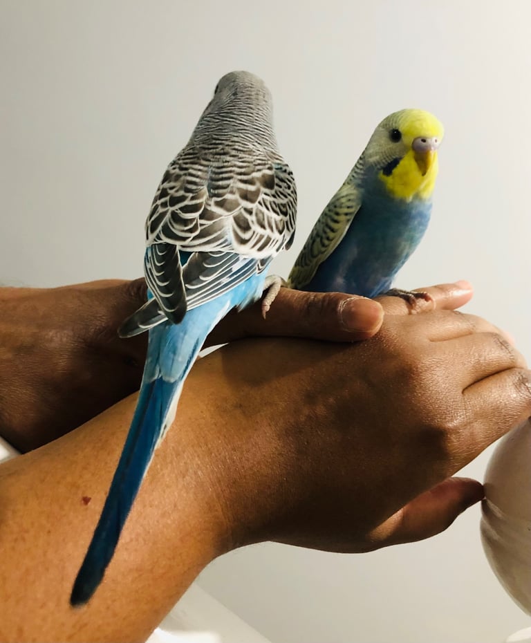 Beautiful colour’s Baby Budgies and other birds 