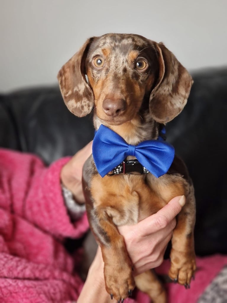 Miniature Dachshund puppies