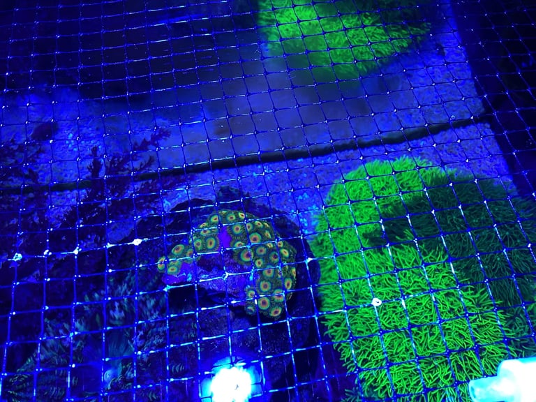 Contents of fish tank and accessories 