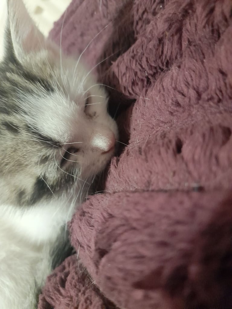 image for 10 week old kittens  NOT FREE!