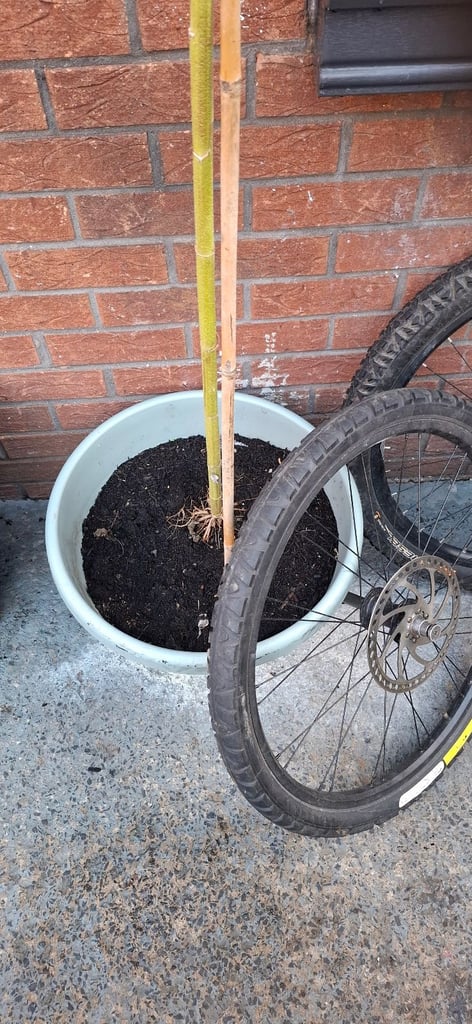 image for Set of  downhill mtb forks an wheels