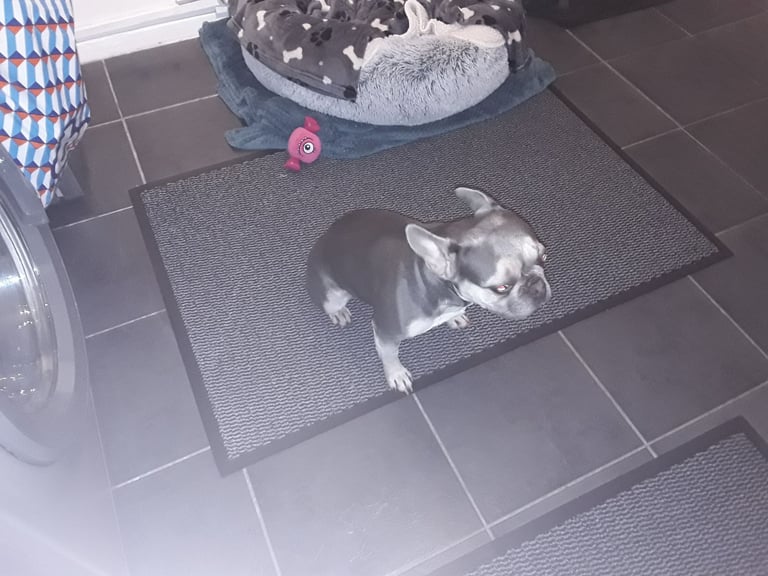 image for Female french bull dog