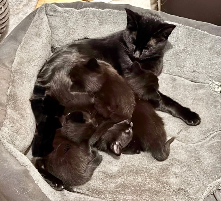 4x black kittens 