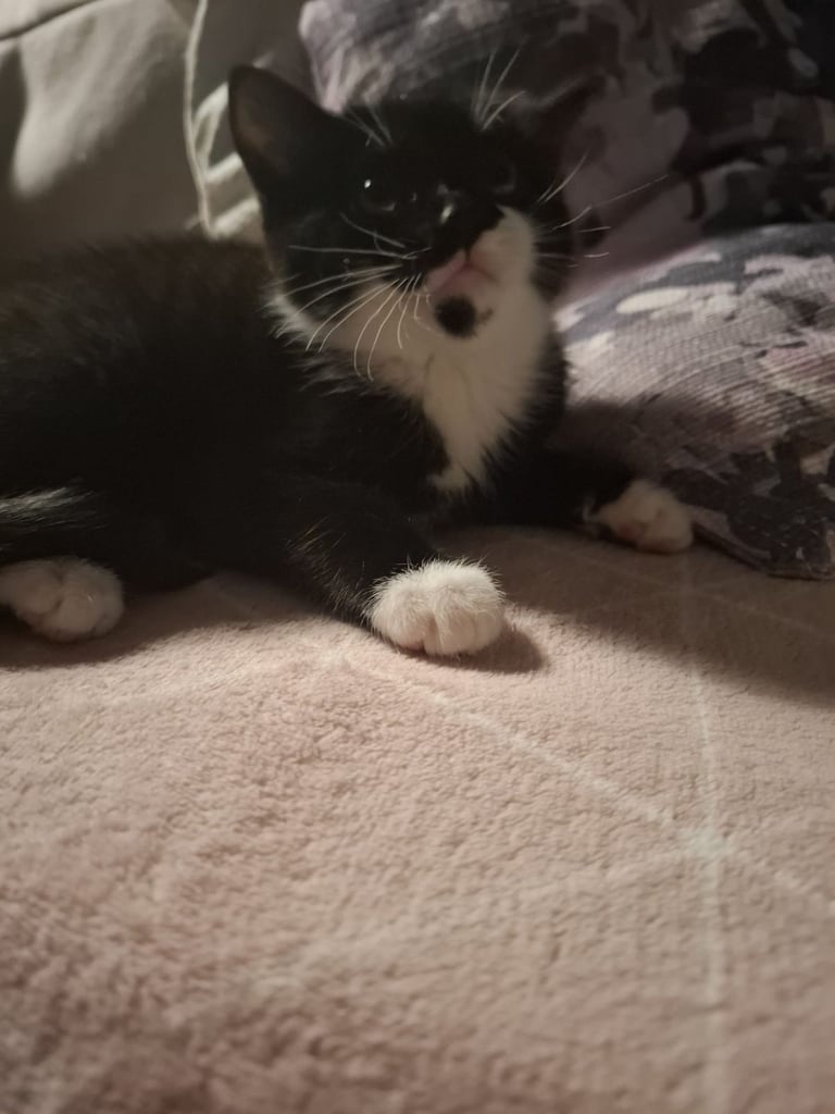 Male kitten ready to go