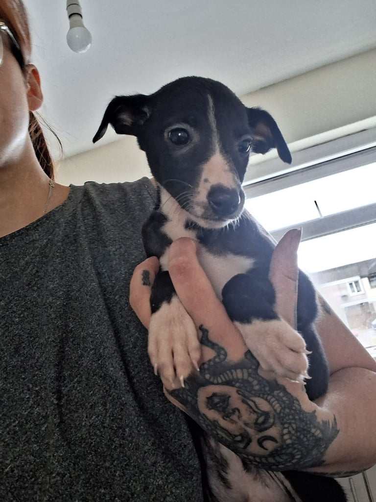 Beddy whippet last 1