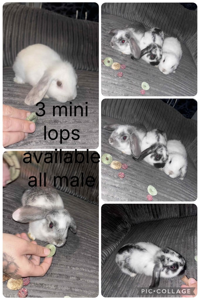 Pure breed mini lops 