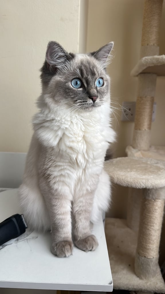 2 x ragdoll cats available. £750 each