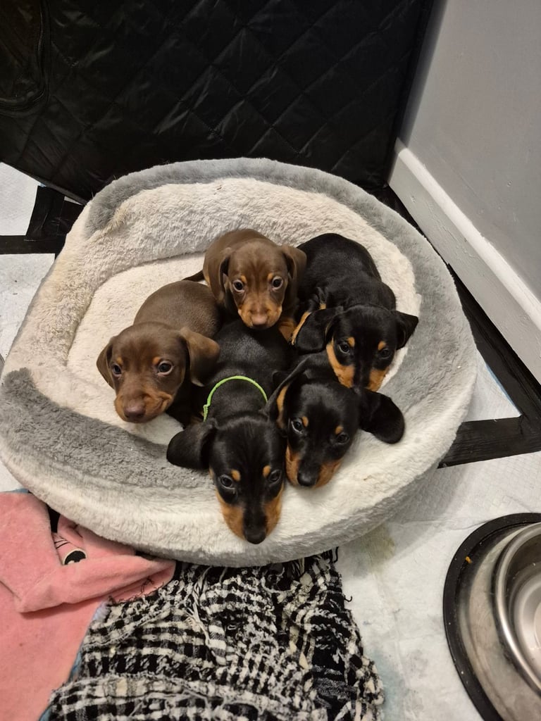 Minature Dachshund puppies. All reserved 