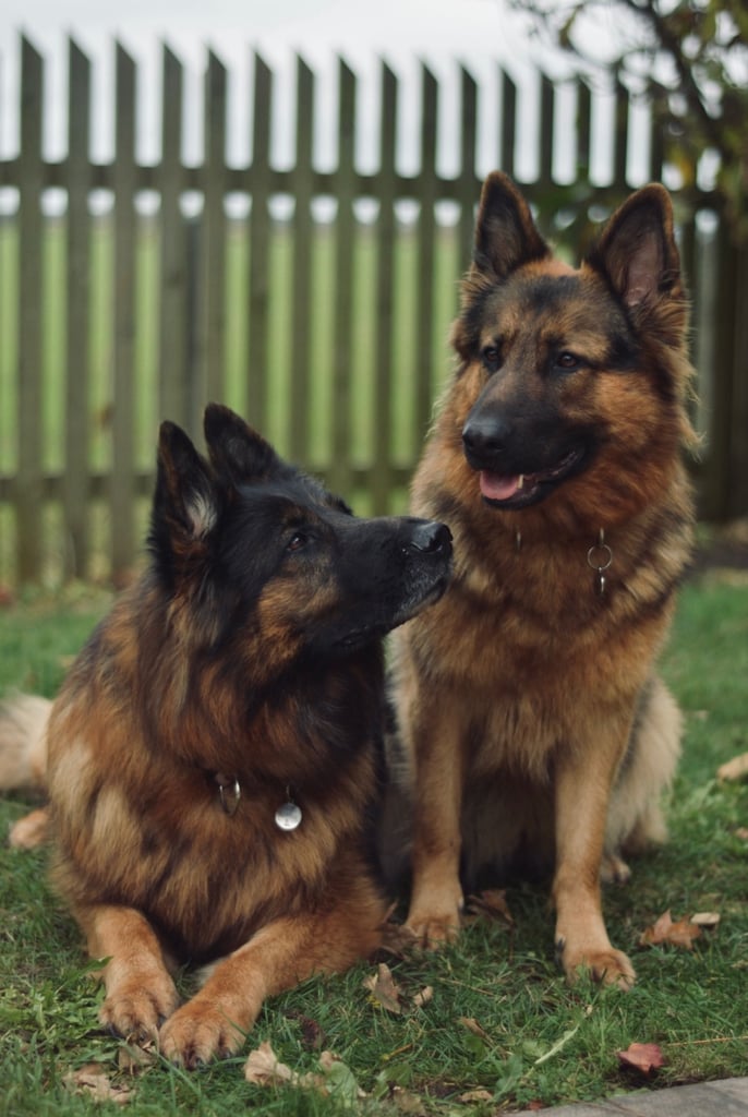 image for Dog duties!!! 