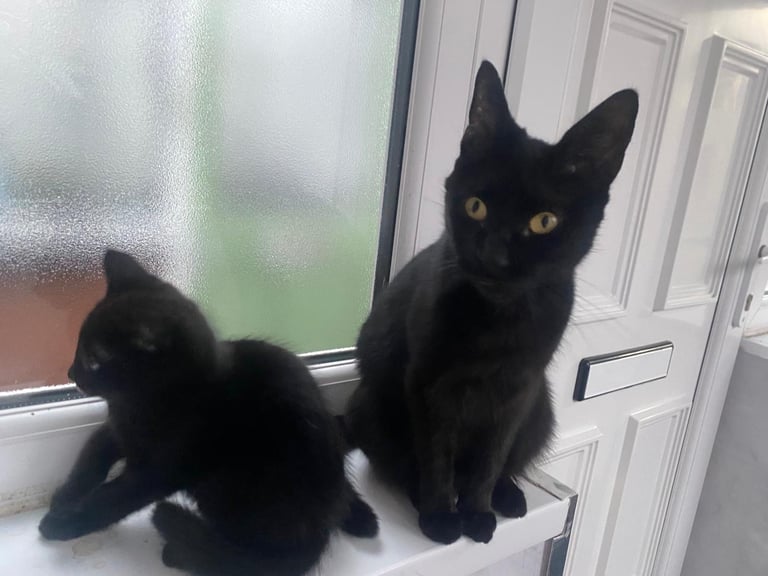 2 kittens and mother for sale