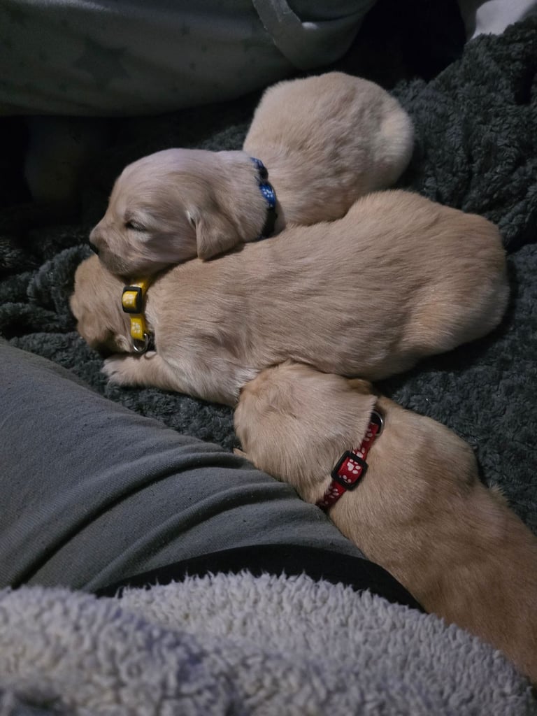 Golden retriever puppies 