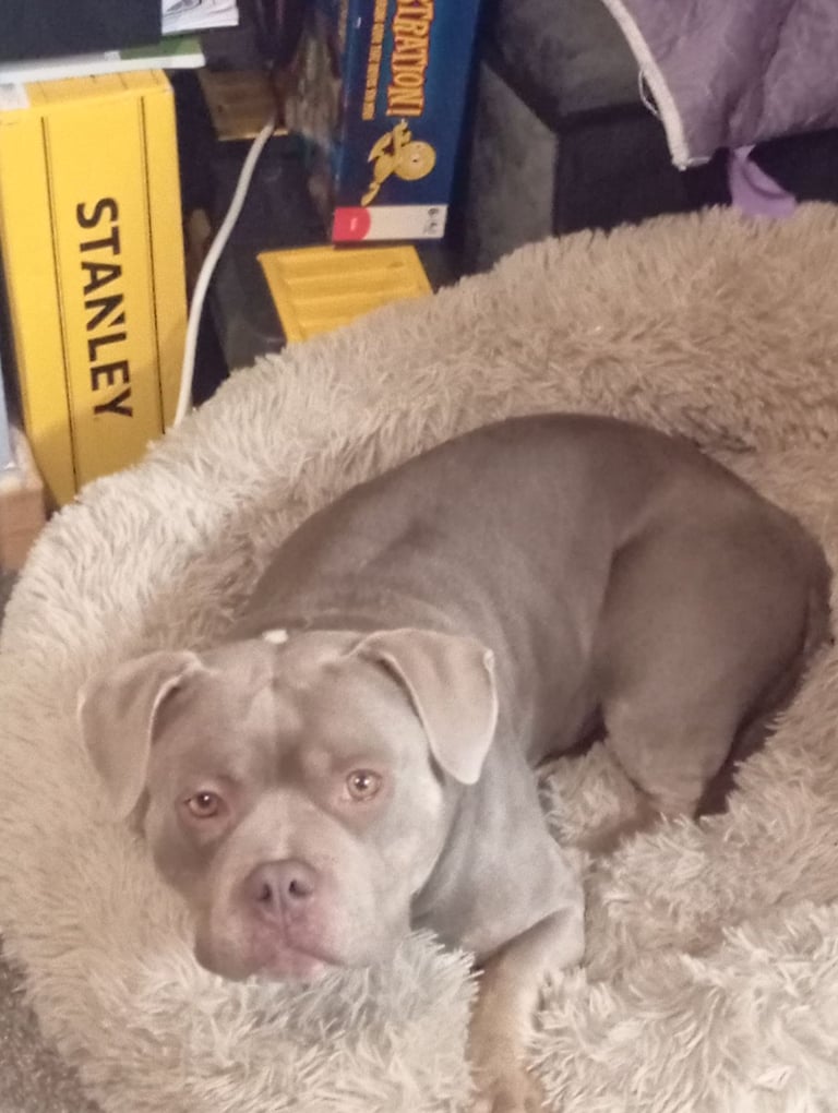 image for American bully female 