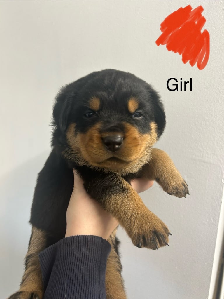 8 Rottweiler pups-4 LEFT!!
