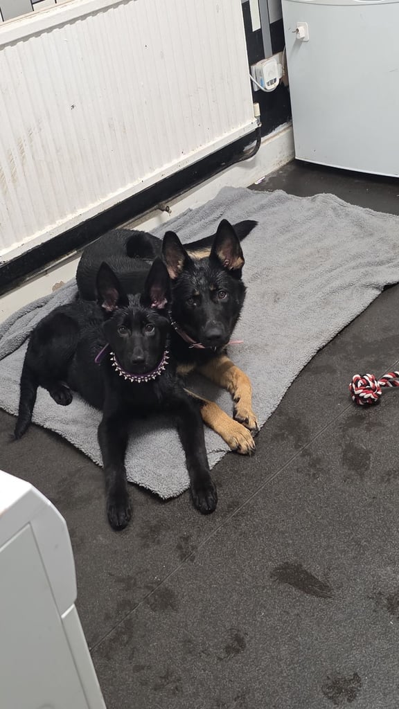 image for German shep girls