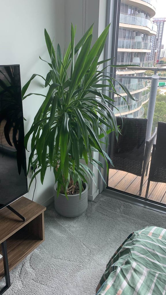 image for Large Yucca Gigantea - 1.50m