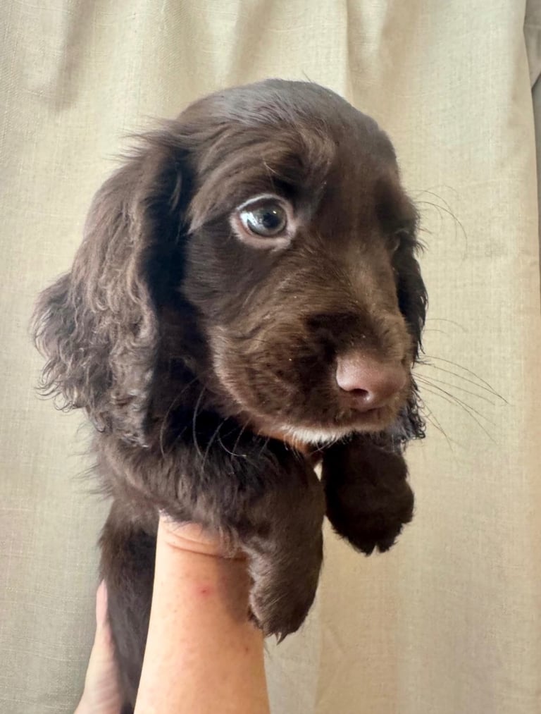 Ready to leave!! Sprocker spaniel puppies