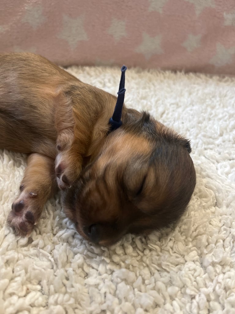 Pedigree family owned miniature longhaired dachshund puppy's in Southampton