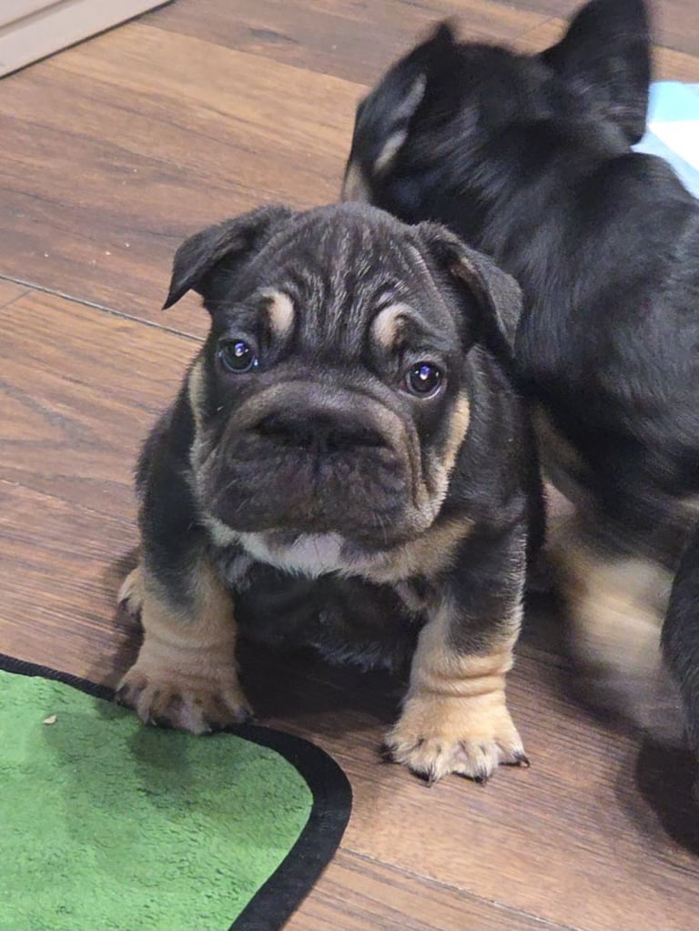 French bulldog puppys 