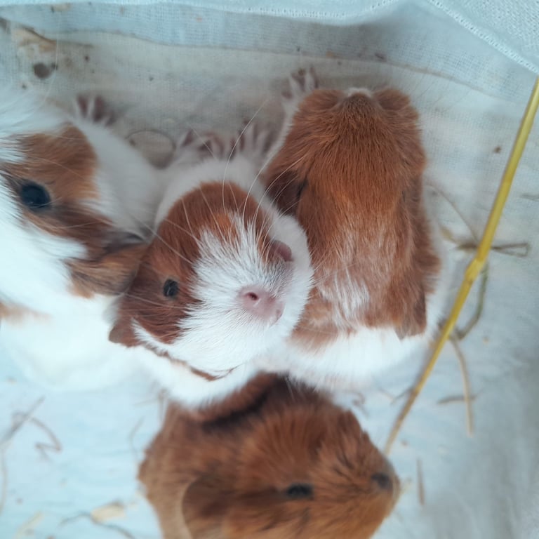 Guinea pigs for sale