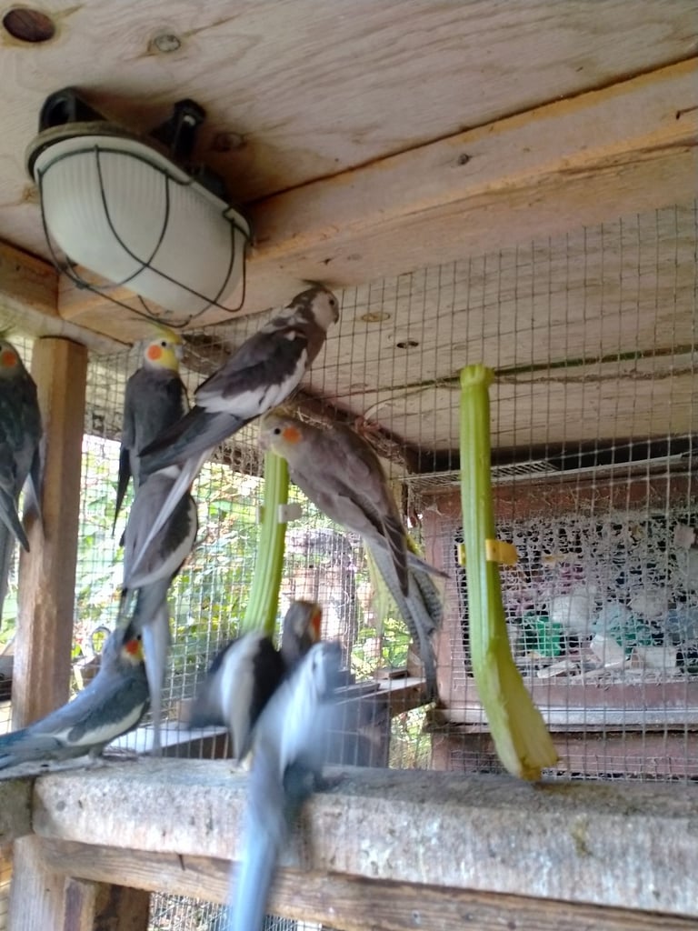 Cockatiels and Budgies - Bristol 