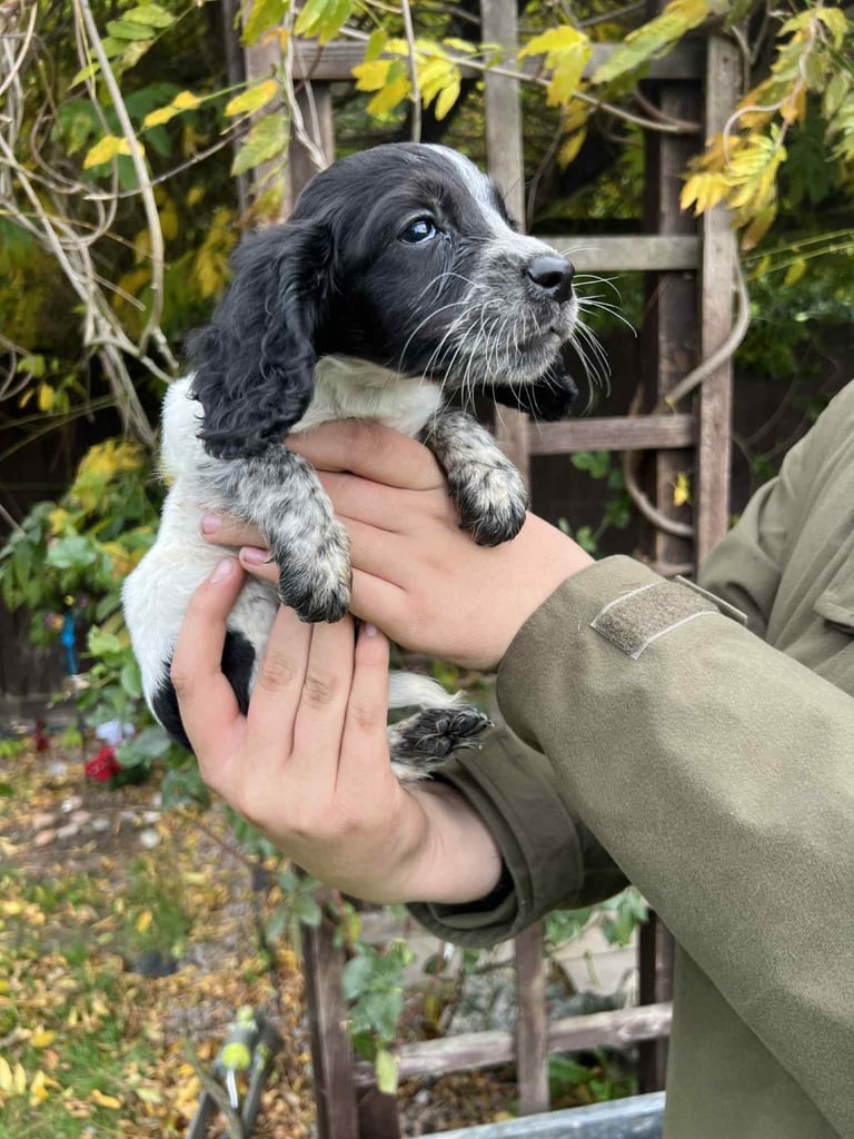 Cocker spaniel puppies 🐶 