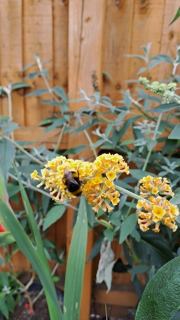 image for Buddleia yellow  butterfly plant garden uk
