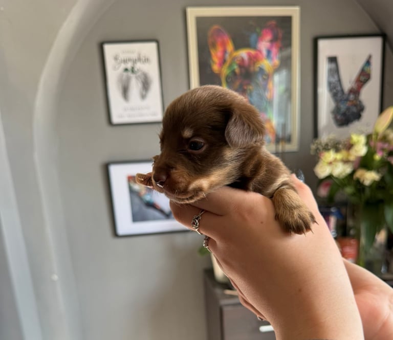 9 * 1 girl left *beautiful dachshund cross pom puppies 