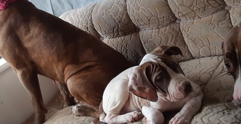 Presa cross puppies looking for homes 