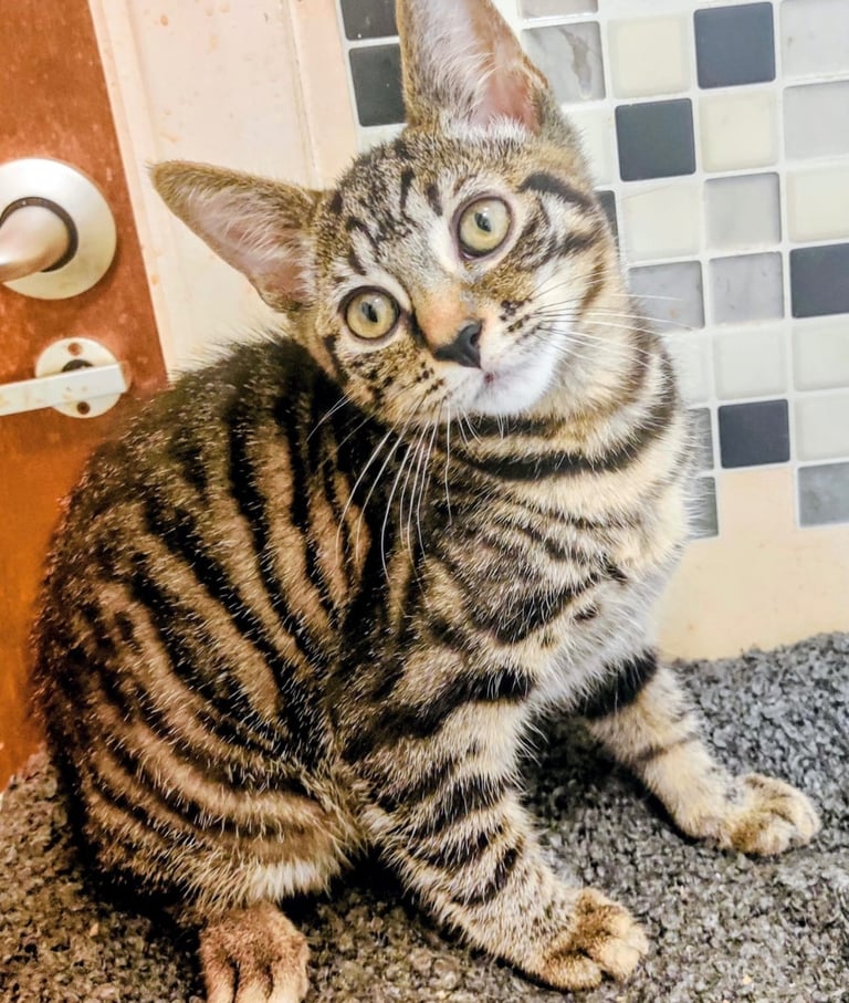 Striped tabby male kitten