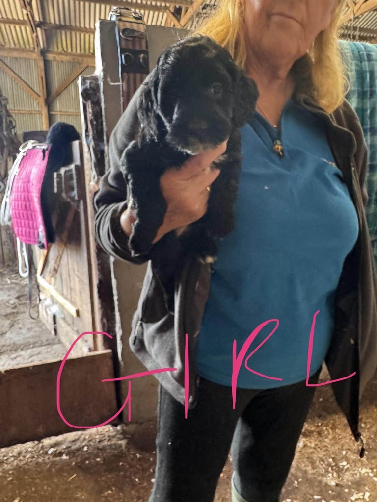 7 Cockapoo puppies