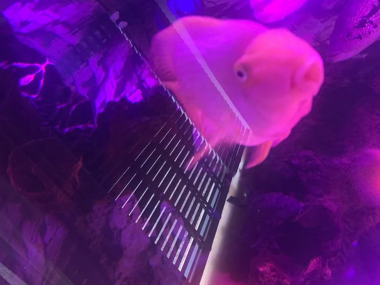 Parrot fish 9