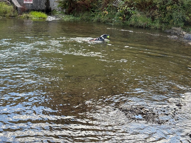 Murphy blue merle border collie