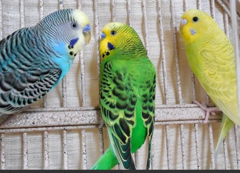 Pair of budgies with cage
