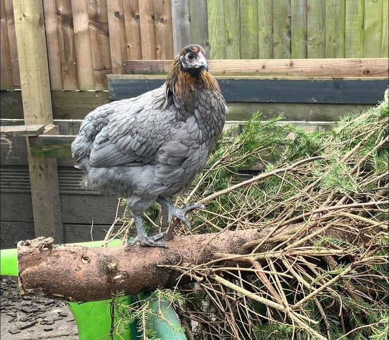 Hens for sale various egg colours 1years old
