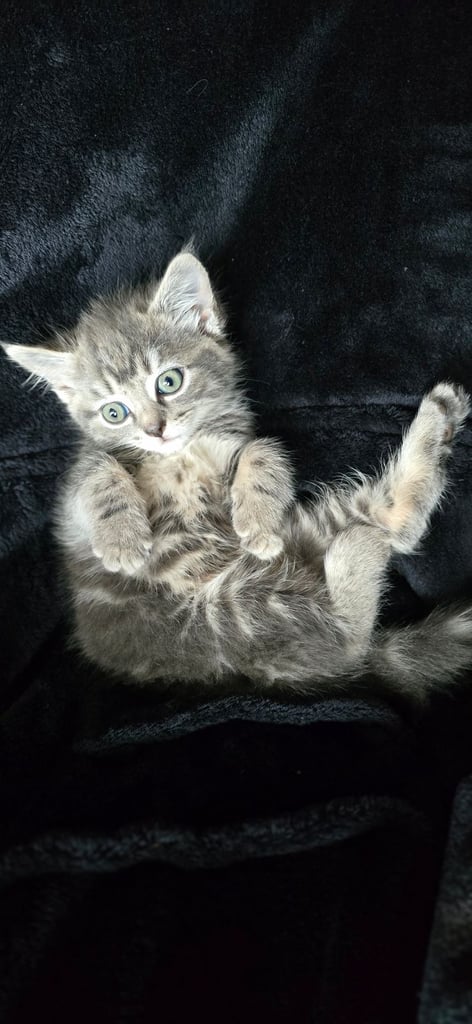 Kittens