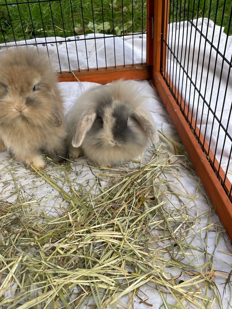 Mini lion lop - 1 boy left 