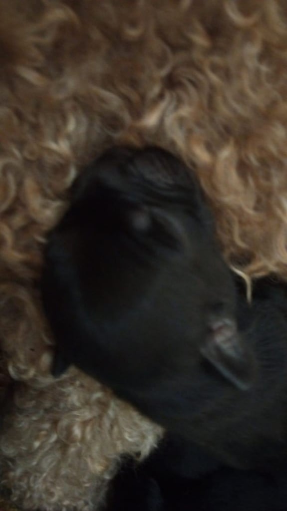Miniature poodle cross frech bulldog puppies 