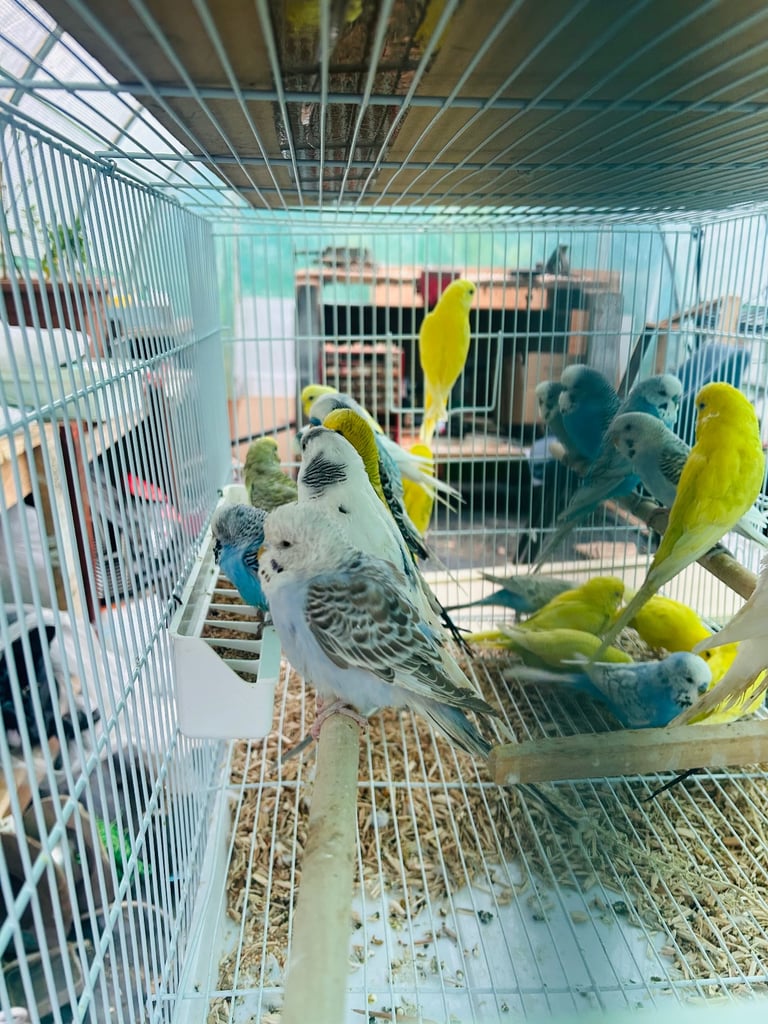 Various budgies for sale 