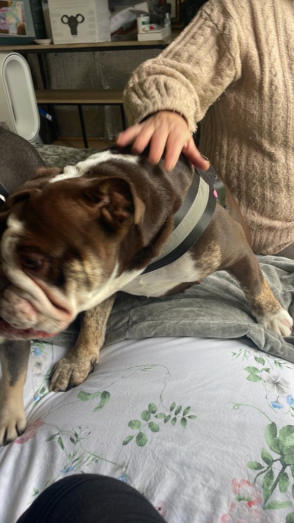 3x French bulldog also have a English bulldog (please read whole add)