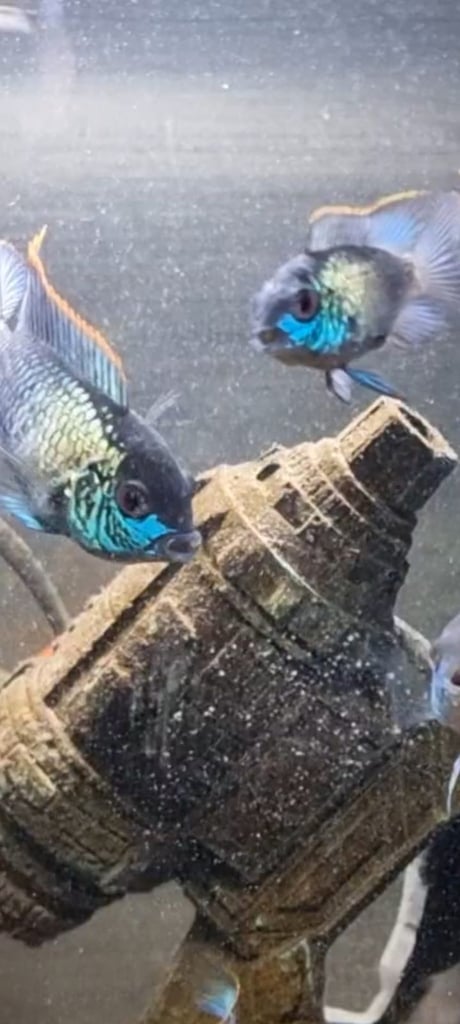 Stunning electric blue Acaras 