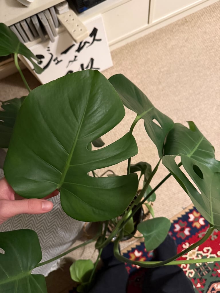 Large healthy monstera plant with pot