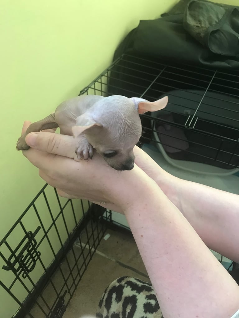 Rare Chi Chi Puppies