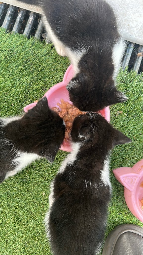 Beautiful Domestic Cats – Mum, Dad & 3 Adorable Kittens (2 Boys, 1 Girl)
