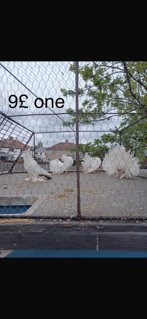 Sale pigeon