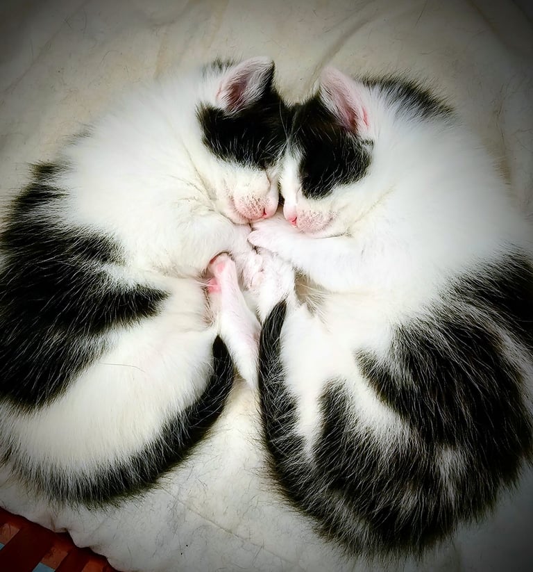 2 kittens left (half ragdoll)