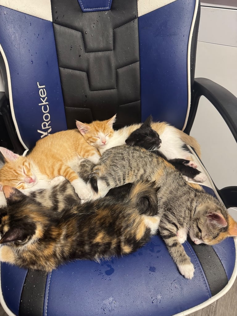 3 beautiful kittens left