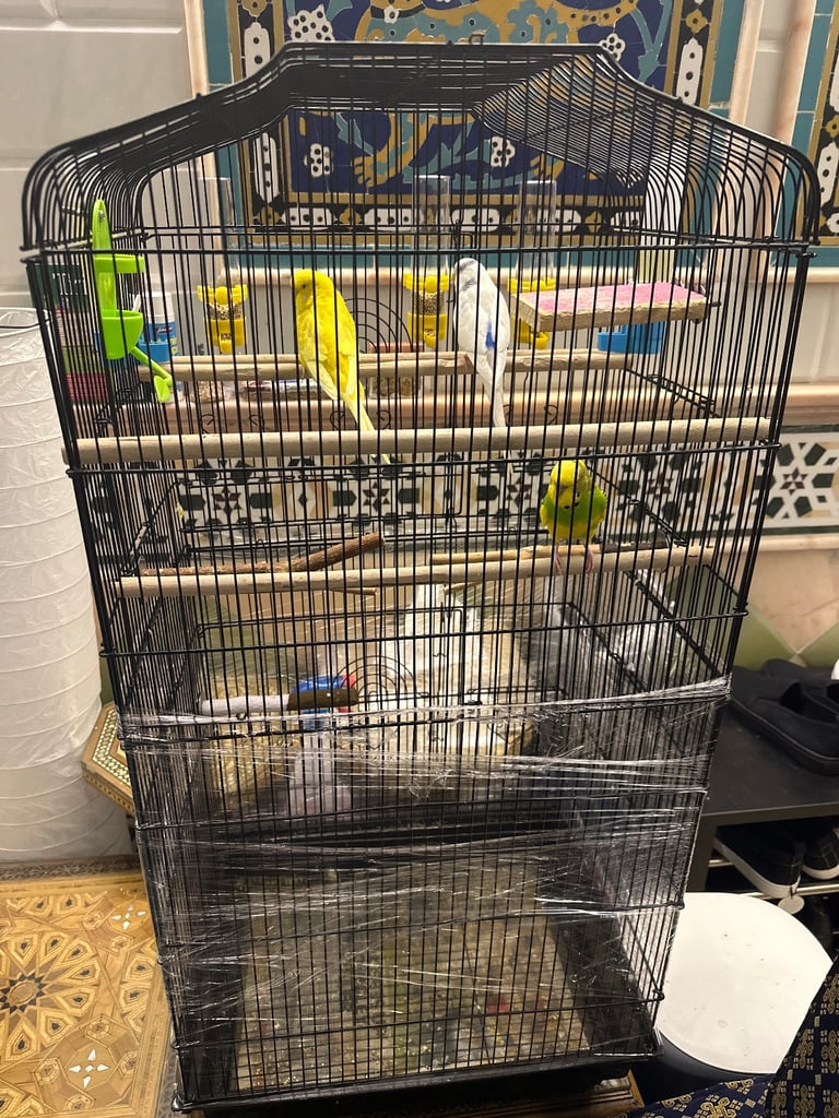 Three beautiful budgies FULL PACKAGE with big cage 