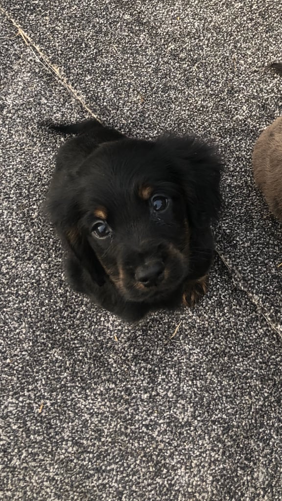 Cocker spaniel 