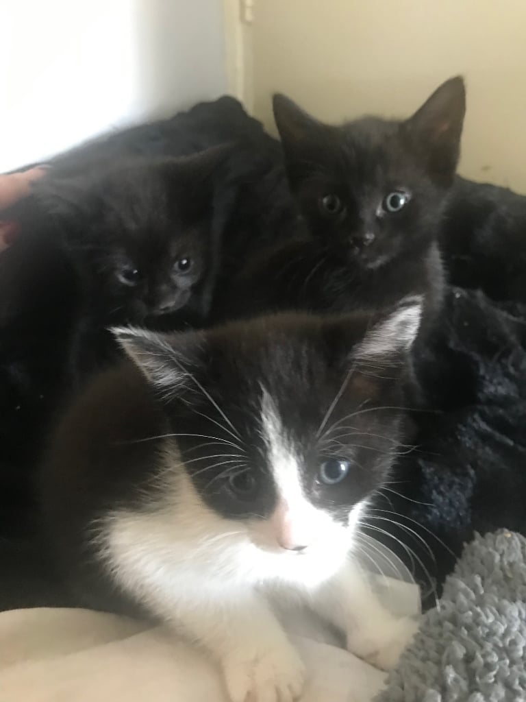 X3 KITTENS TO LEAVE 