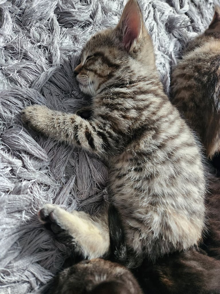 Cute chubby British shorthair kittens